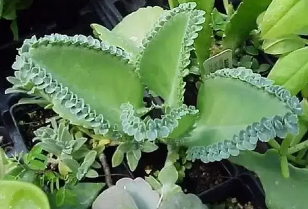 External content.duckduckgo.com