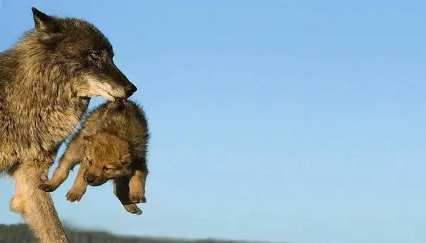 External content.duckduckgo.com