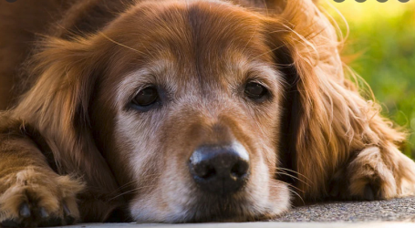 Perché Perdere un Cane può Essere più Difficile che Perdere un Parente o un Amico