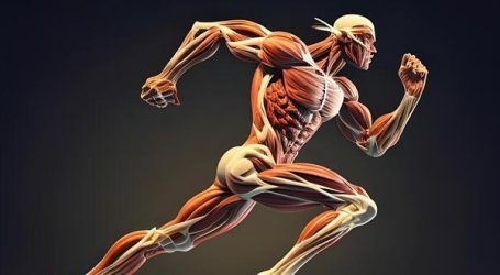 Comprendere il Tipo di Fibra Muscolare in chi Corre e fa Sport è Fondamentale “Prima Parte”