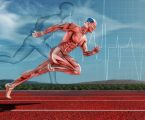 Comprendere il Tipo di Fibra Muscolare in chi Corre e fa Sport è Fondamentale “2 Parte”