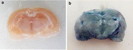 2ac17345 bf07 4a1e 9288 f7c2a9bf9faa 455x173