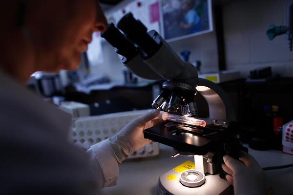 Airc giornata per la ricerca sul