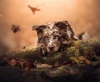 Come capire se il tuo cane si fida di te: 10 segnali sottili che potresti non notare