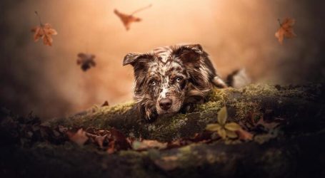 Cute dog hd bWxtbWyUmZqaraWkpJRm