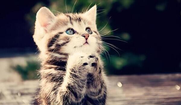 Image 397780421 (1) (1) (1) (1)