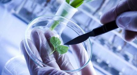 Oltre 1.100 studi rivelano 12 composti naturali con un notevole potere antitumorale