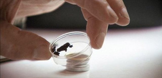 Ammento della mummia di Tutankhamon