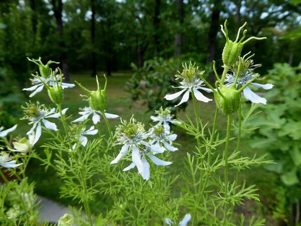 15f88a 2695403472 (1)