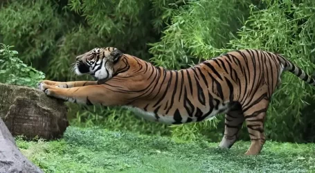 Una nuova ondata di ricerche sfata i miti sullo stretching e mostra cosa occorre realmente fare per trarne beneficio