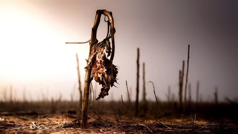 Carestia 3265464727 (1) (1) (1)