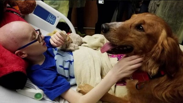 A dogs purpose dog visits chop p