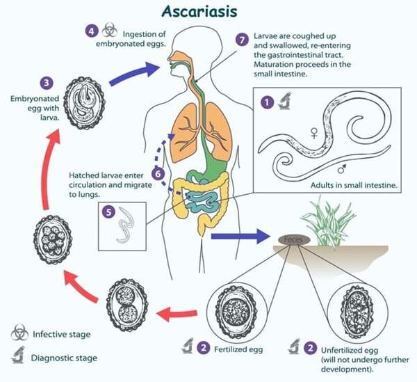 Fenbendazole for parasites in hu