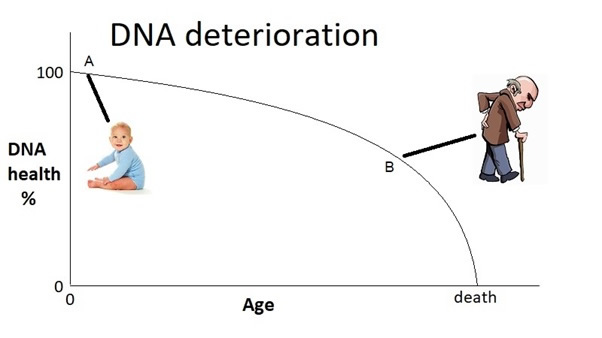 Ageing and DNA Deterioration 602x338px