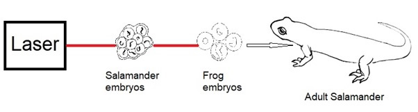 Laser Salamander experiment 602x161px