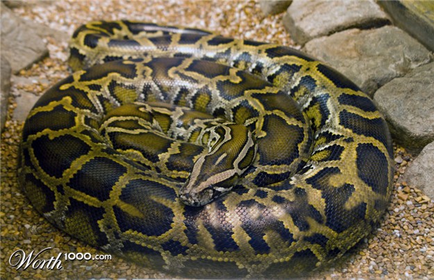 Snake