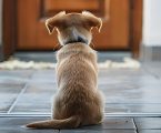 Cosa succede al cervello del tuo cane nelle 3 ore successive alla tua partenza?
