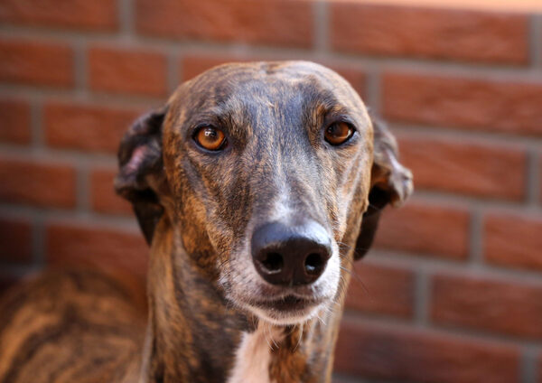 1747749055175 Greyhound Benghazi