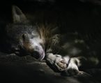 Toba si prende una breve pausa…. ora potete dormire sonni tranquilli