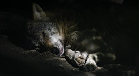 Toba si prende una breve pausa…. ora potete dormire sonni tranquilli