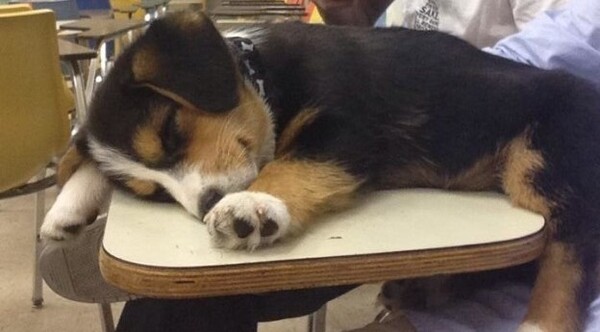 Cane dorme su banco 2752209254 (1)