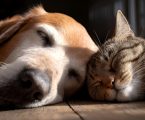 Il tuo animale domestico si sveglia quando lo fissi?