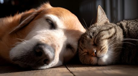 Cane e gatto addormentati 323359 (1)