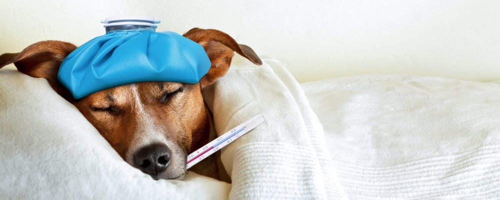 Febbre cane cura prevenzione sca